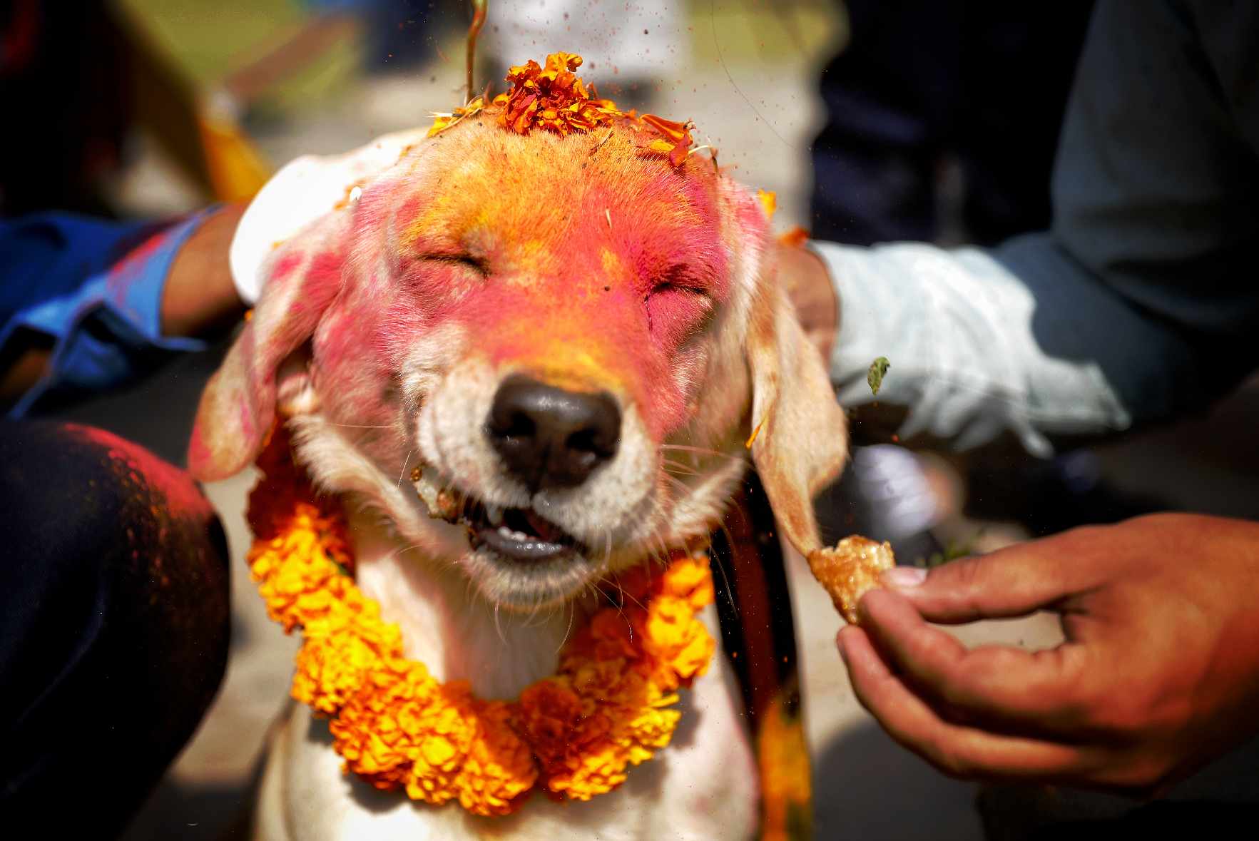 kukur tihar (1).jpg